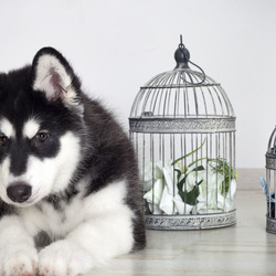 Пазл: Милый щенок