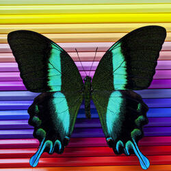 Пазл: Бабочка и цветные карандаши