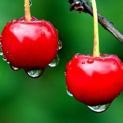 Пазл: Спелые вишни