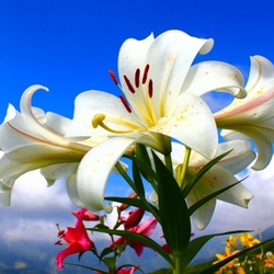 Пазл: Лилии