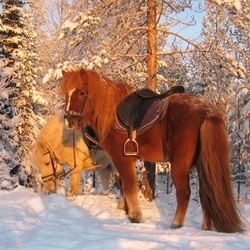 Пазл: Снежная зима