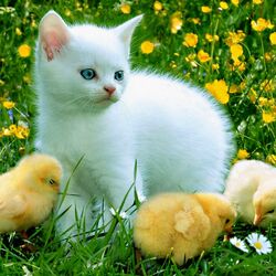 Пазл: Пушистики