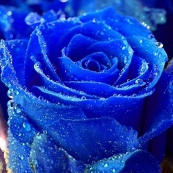 Пазл: Синяя роза