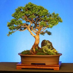 Пазл: Бонсай