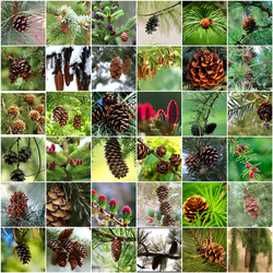 Пазл: Шишки