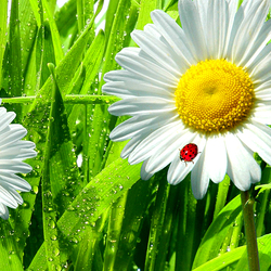 Пазл: Ромашки