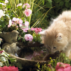 Пазл: Водопой