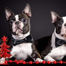 Пазл: Два джентльмена