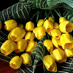 Пазл: Желтые тюльпаны