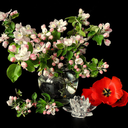 Пазл: Цвет яблони