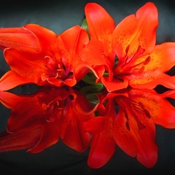 Пазл: Лилии