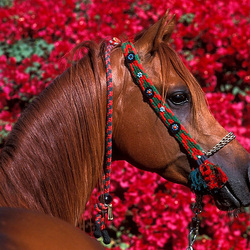 Пазл: В цветах