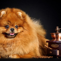 Пазл: Милый песик