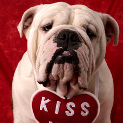 Пазл: Один английский бульдог