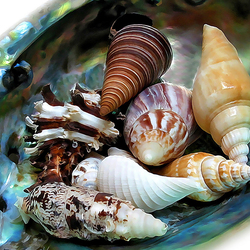 Пазл: Ракушки