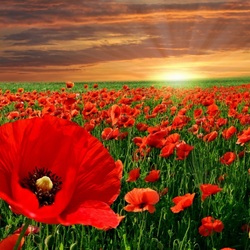 Пазл: Маковое поле