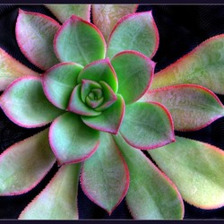 Пазл: Эхиверия