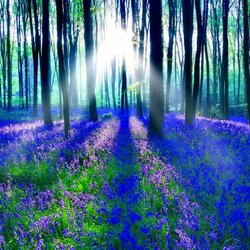 Пазл: Лесные колокольчики