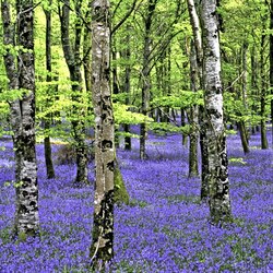 Пазл: Весенние колокольчики