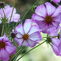 Пазл: Сиреневая космея