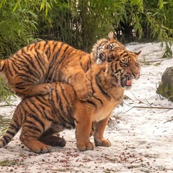 Пазл: Тигрята