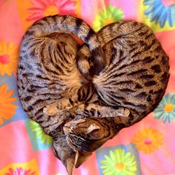 Пазл: Пушистое сердечко