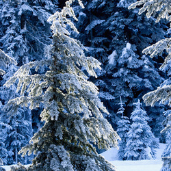 Пазл: Зимнее кружево