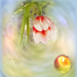 Пазл: Вальс тюльпана