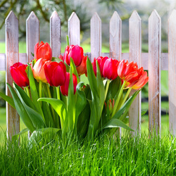 Пазл: Тюльпаны