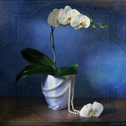 Пазл: Орхидея на синем
