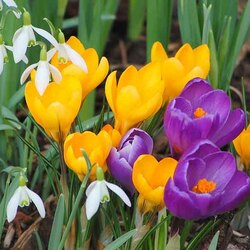 Пазл: Крокусы