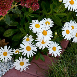 Пазл: Цветы у дома