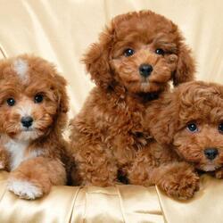 Пазл: Игрушки