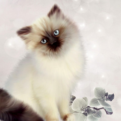 Пазл: Котёнок