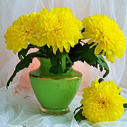 Пазл: Хризантемы