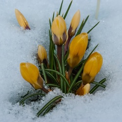 Пазл: Первые цветы