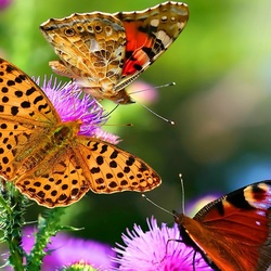 Пазл: Три бабочки