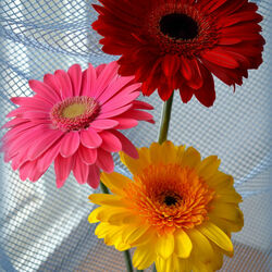 Пазл: Герберы