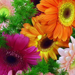 Пазл: Герберы