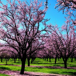 Пазл: Весна в воздухе