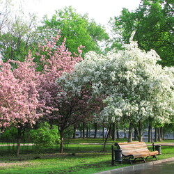 Пазл: Яблони в цвету