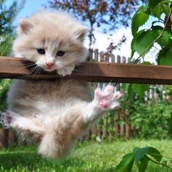 Пазл: Котенок милашка