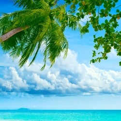 Пазл: Пальма