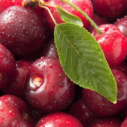 Пазл: Вишня