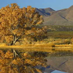 Пазл: Желтое дерево