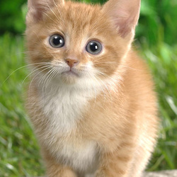 Пазл: Рыженький глазастик