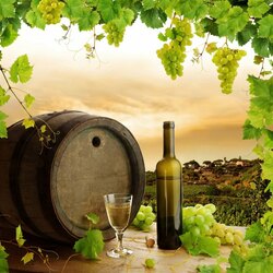 Пазл: Белое вино