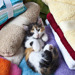 Пазл: Разбудили