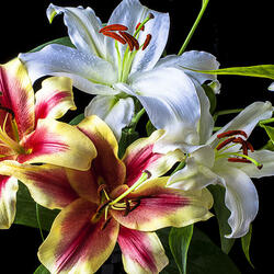 Пазл: Букет лилий