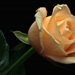 Пазл: После дождя